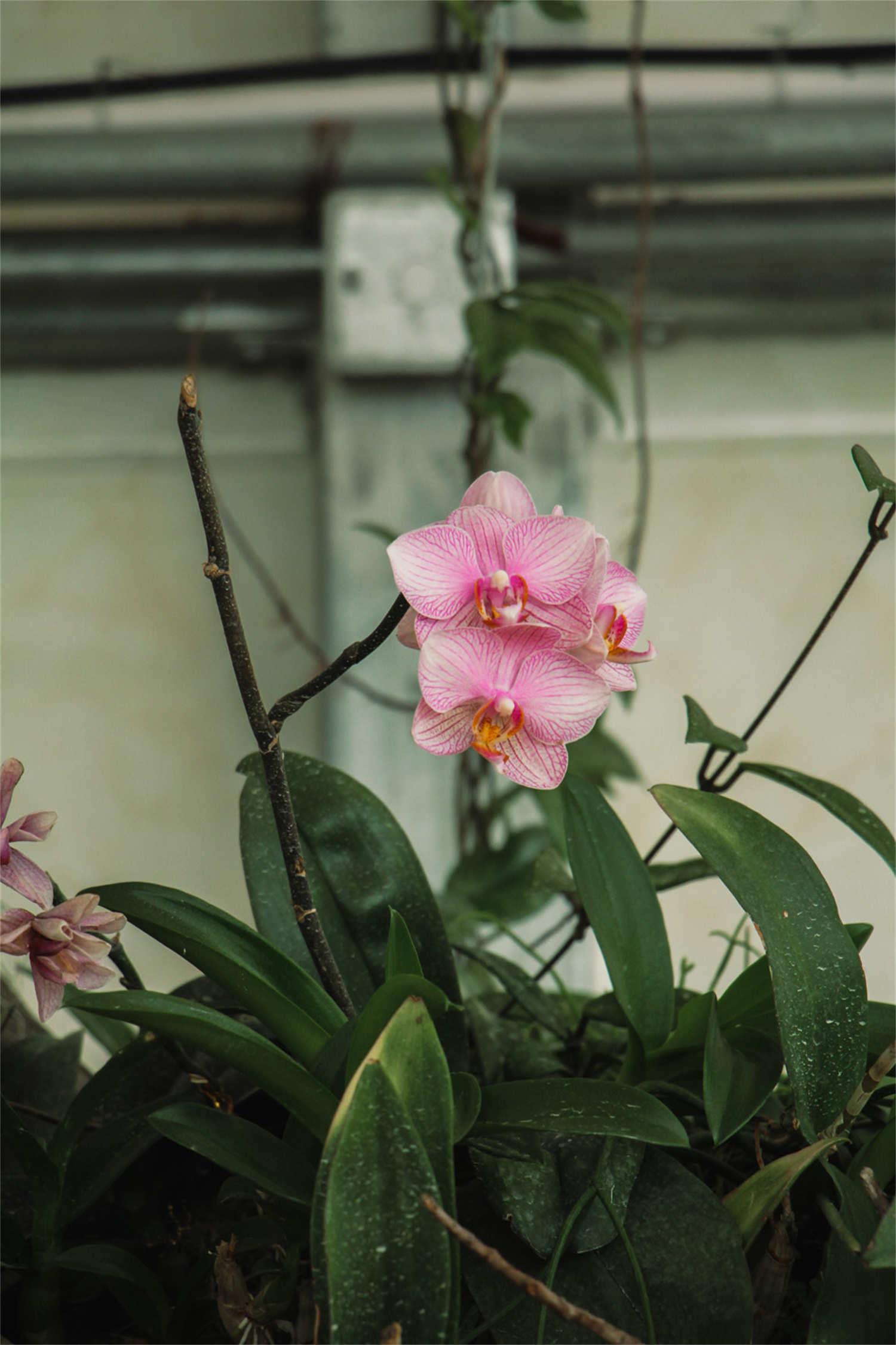 Phalaenopsis