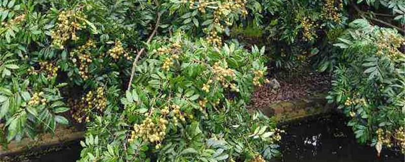 Longan tree cultivation methods and precautions