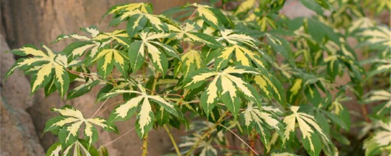 Cultivation methods and precautions of mosaic cassava