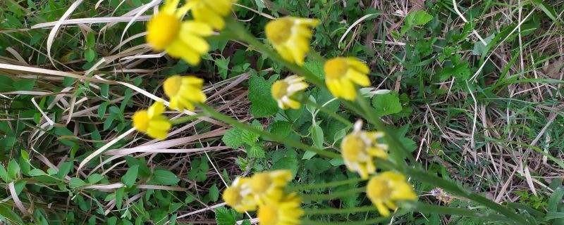 Cultivation methods and precautions of dog tongue grass