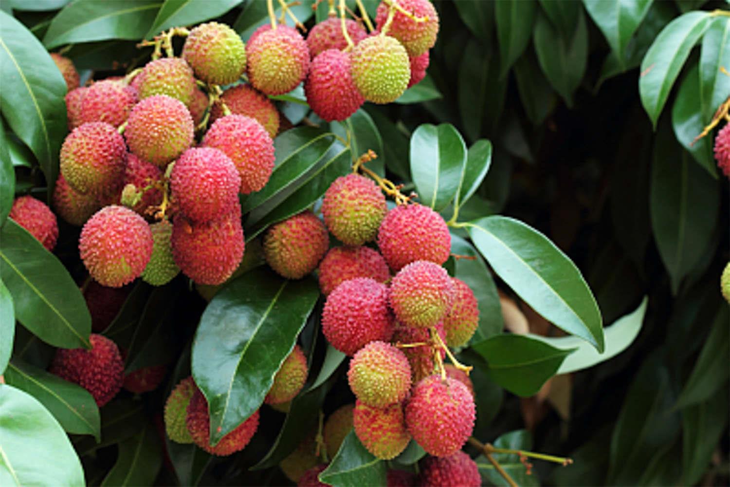 lychee