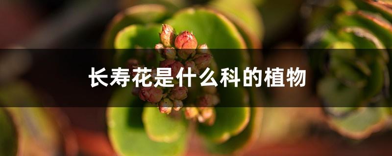 What family does Kalanchoe flower belong to, and the flowering period of Kalanchoe flower