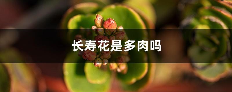 Is the longevity flower succulent? How to water the longevity flower?