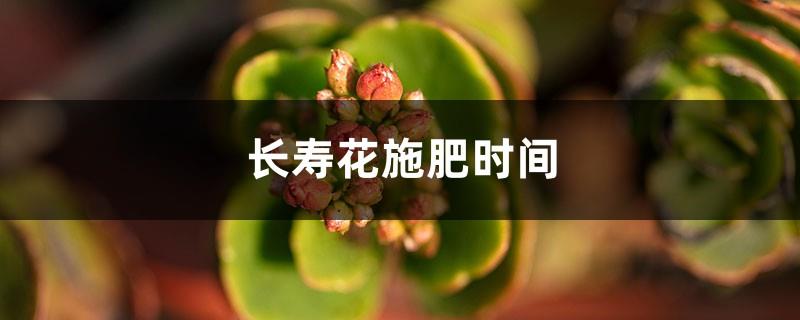 When to fertilize Kalanchoe flowers, what to do if the leaves become soft and yellow after fertilization