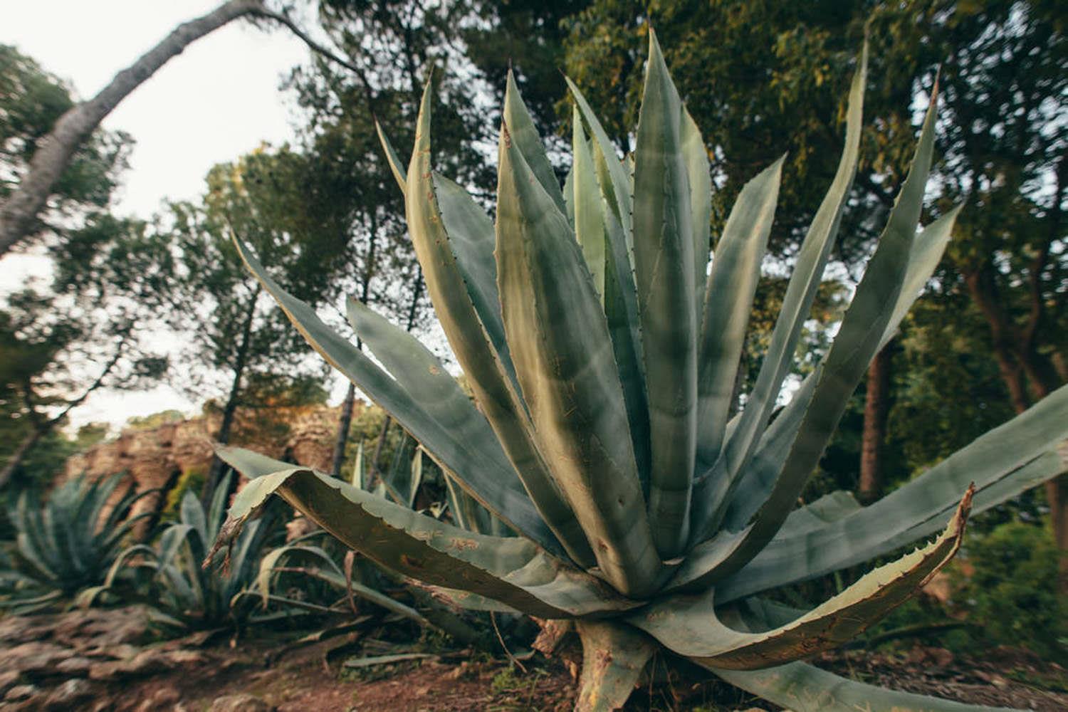 Agave