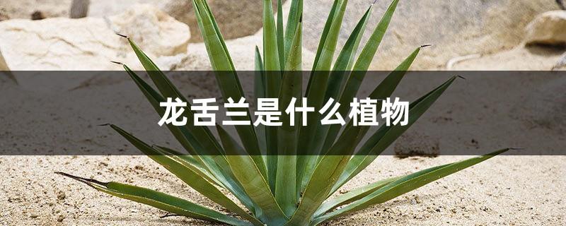 What kind of plant is agave? Is agave aloe vera?