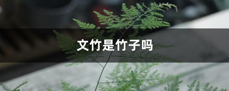 Is Asparagus bamboo, Illustrated pruning method