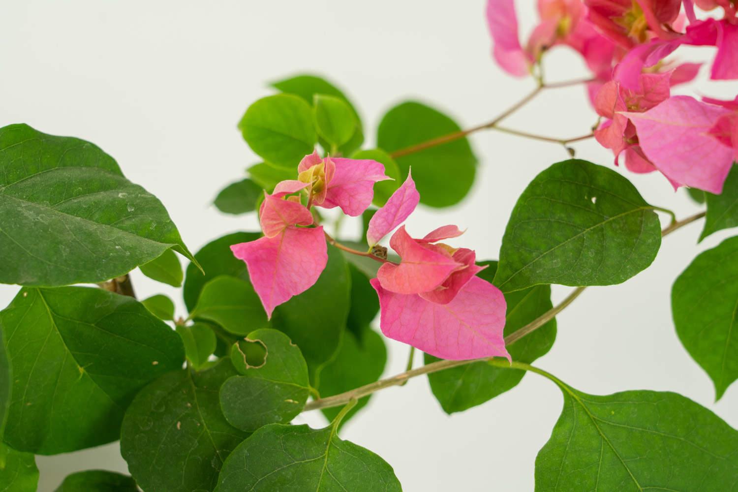 Bougainvillea