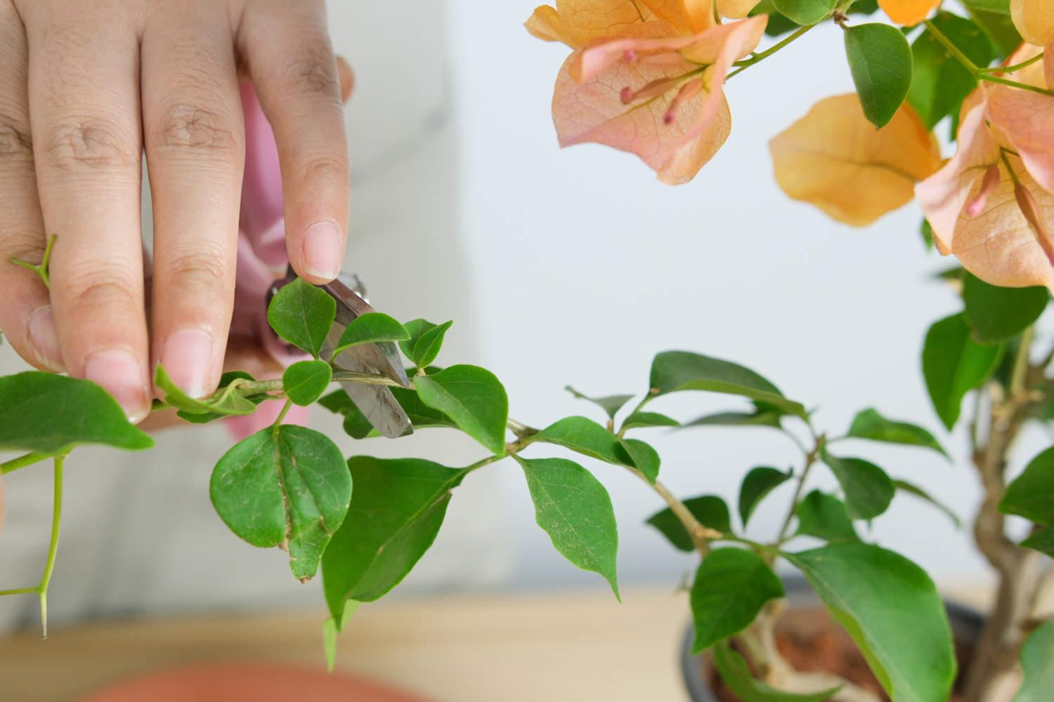 Bougainvillea