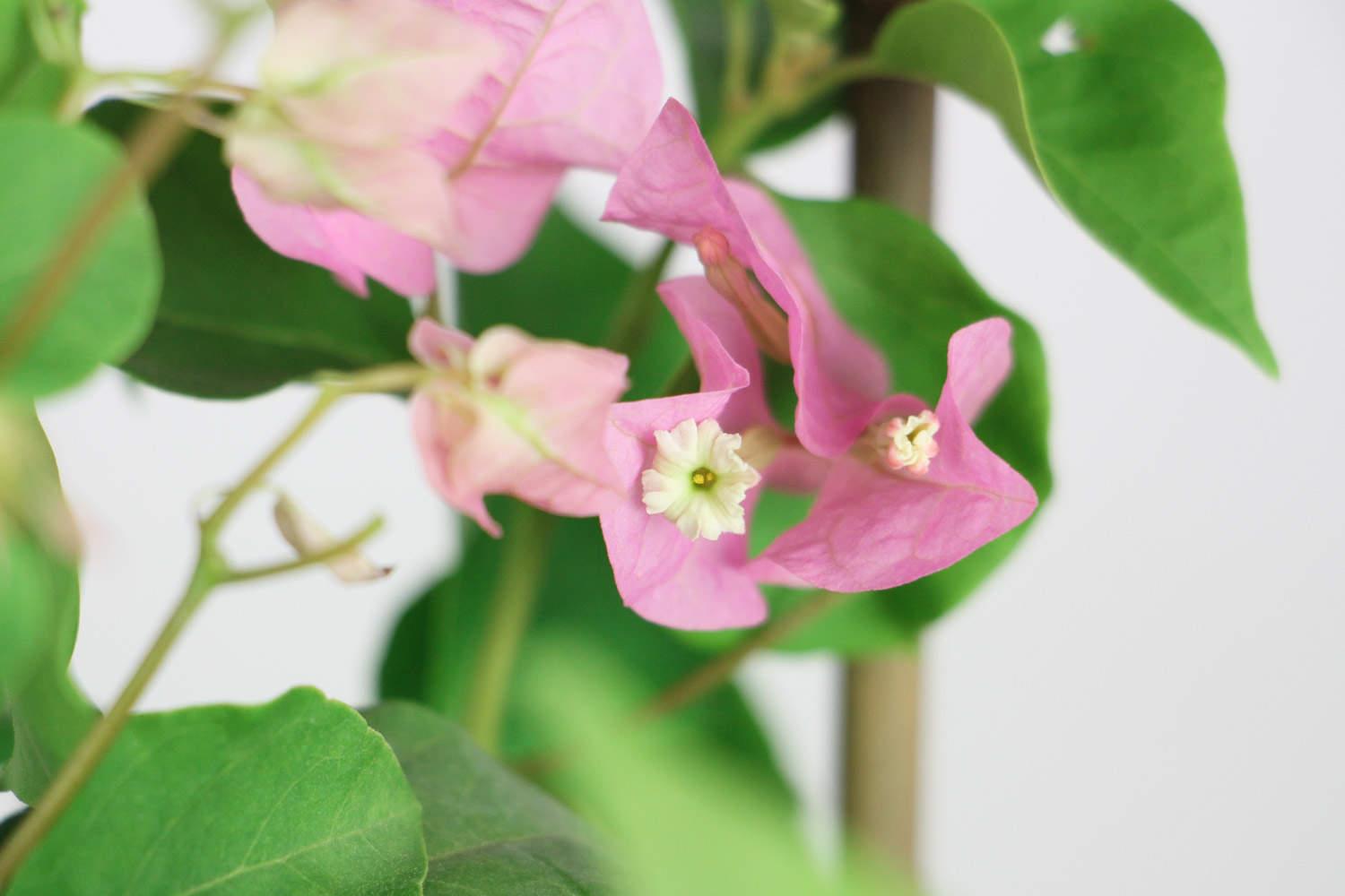 Bougainvillea