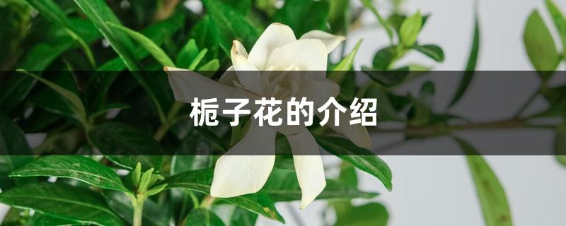 Introduction to Gardenia, the flower language of Gardenia