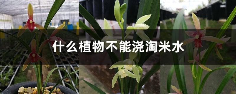 What kind of plants cannot be poured with rice washing water, can they be watered with orchids?