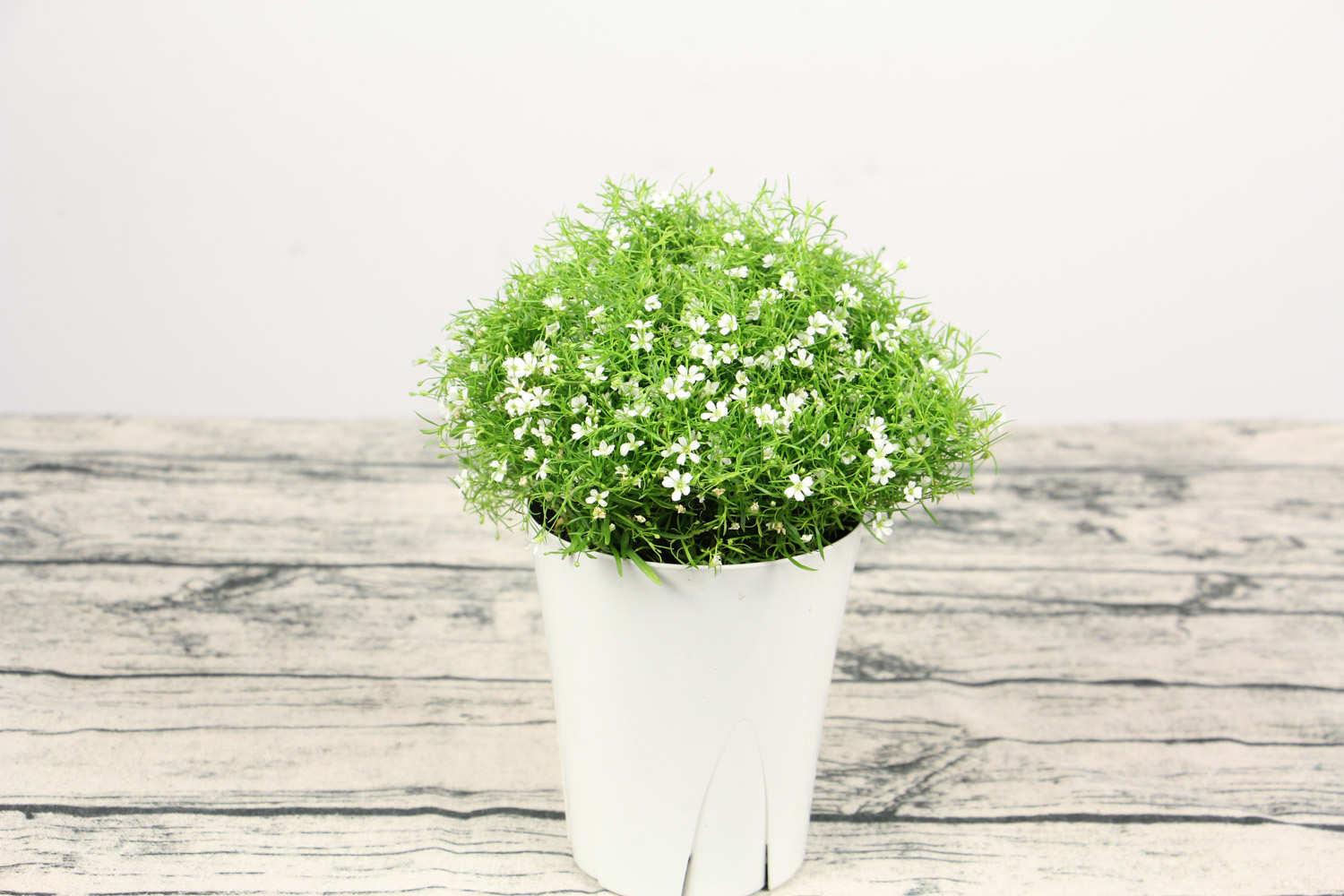 Gypsophila