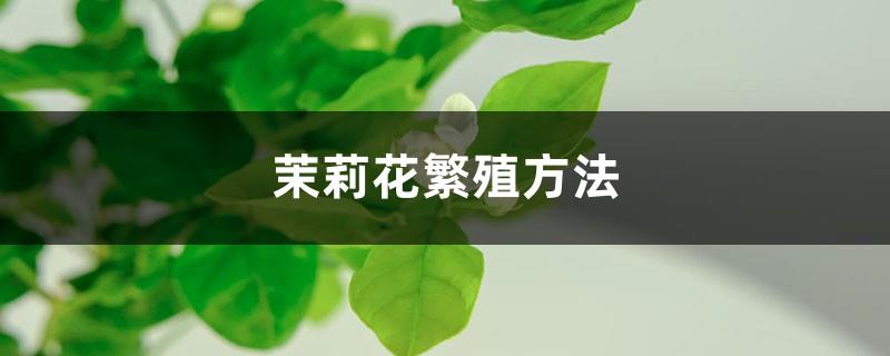 How to propagate jasmine, is the survival rate of jasmine high?