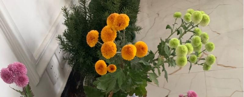 How to breed chrysanthemums, how to raise chrysanthemums to make them burst into pots
