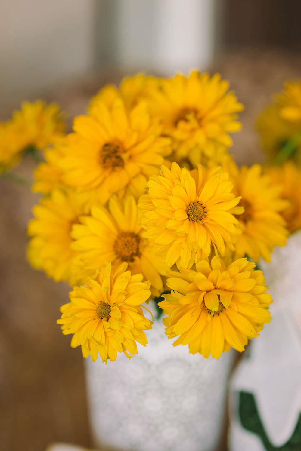 Chrysanthemum