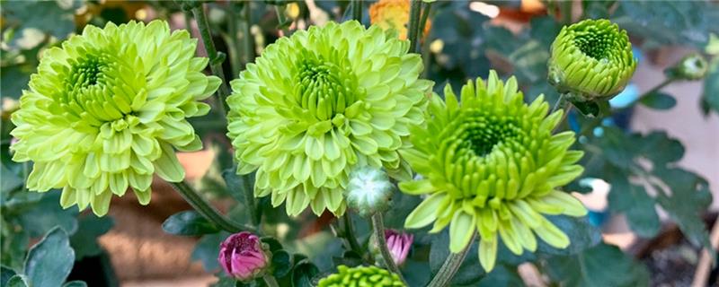 How to propagate multi-head chrysanthemum, when to plant seeds