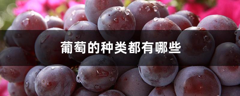 What are the types of grapes and what are the common types