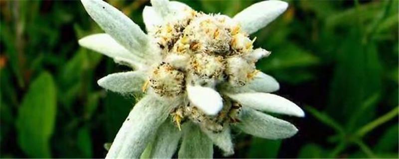 What kind of flower is Edelweiss and what effect does it have