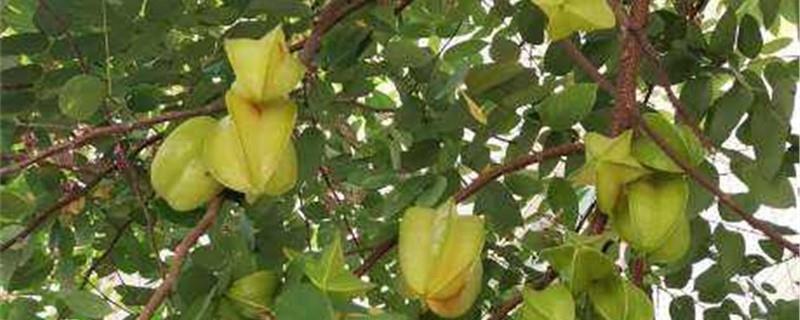 Cultivation methods and precautions for carambola