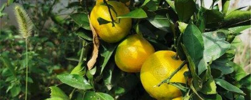 Orange cultivation methods and precautions