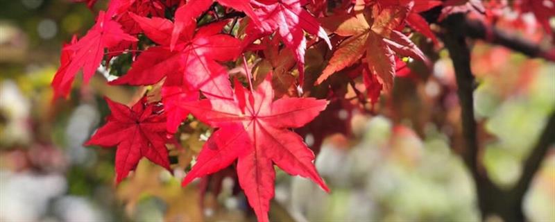 When do the maple leaves turn red in Badaguan, Qingdao? When do the maple leaves fall in Badaguan?