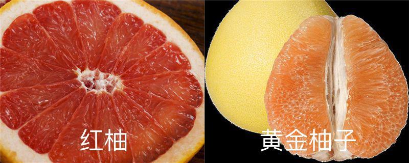 The difference between golden pomelo and red pomelo, the nutritional difference between red pomelo and yellow pomelo