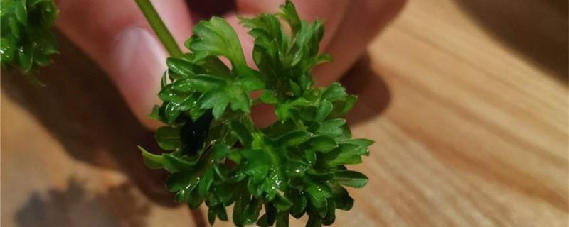 How to grow Italian parsley