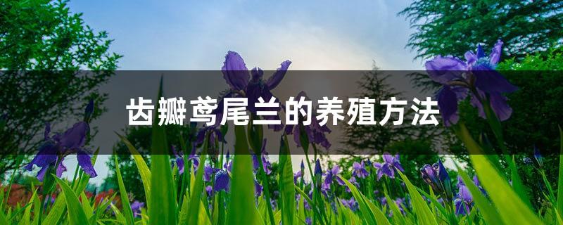 Cultivation methods of Iris dentata