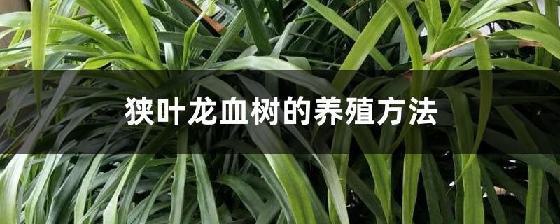 Cultivation methods of Dracaena angustifolia