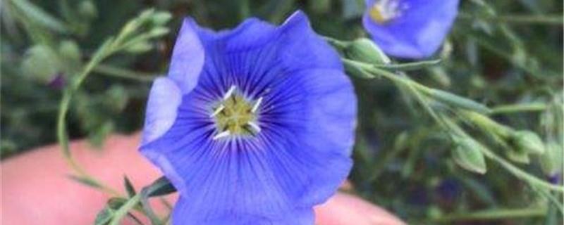 Cultivation methods of flax flowers