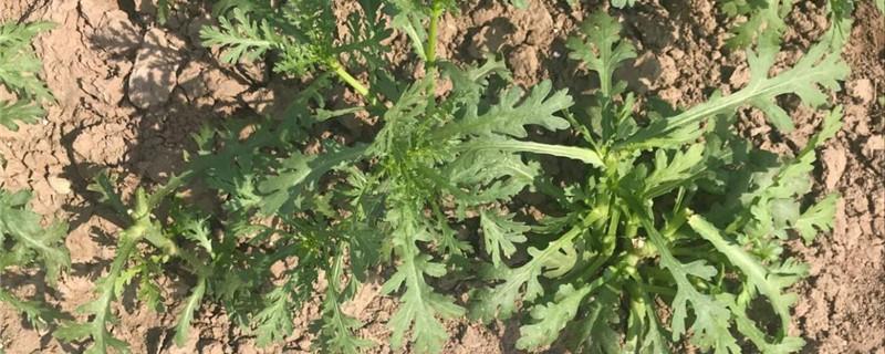 Cultivation methods of Artemisia stalks