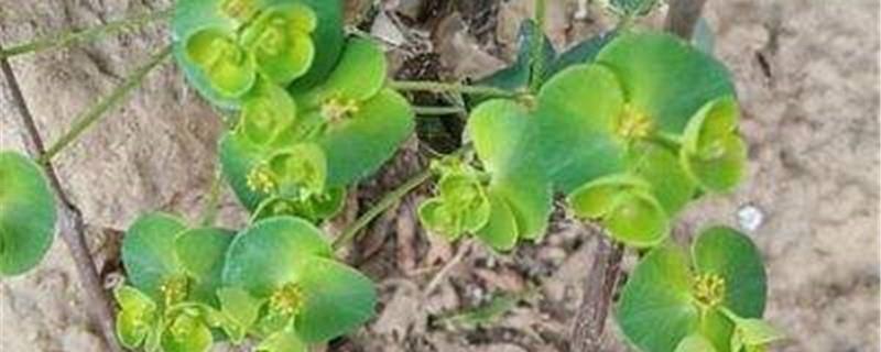 Cultivation methods of spurge spurge