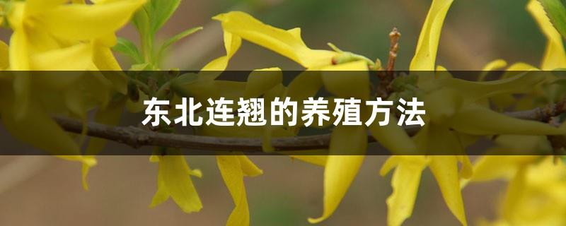 Cultivation methods of Northeast Forsythia