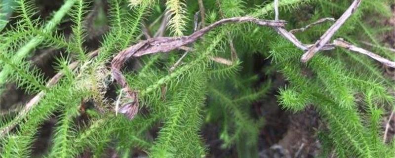 Cultivation methods of Lycopodium weeping