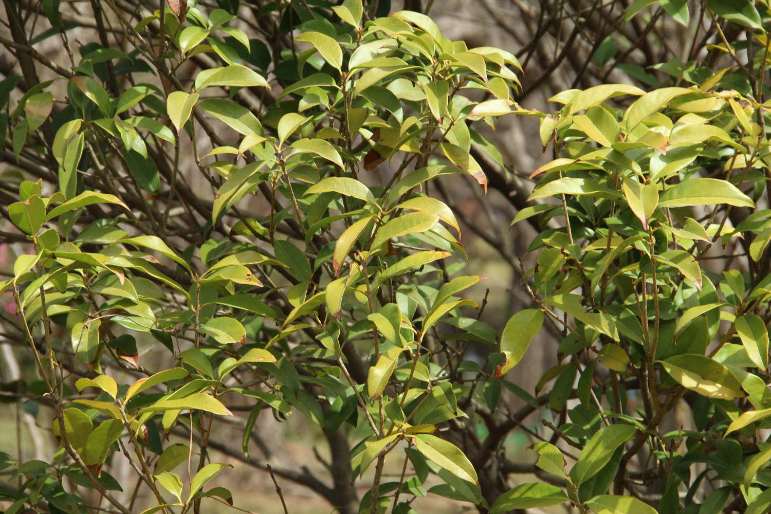 Osmanthus