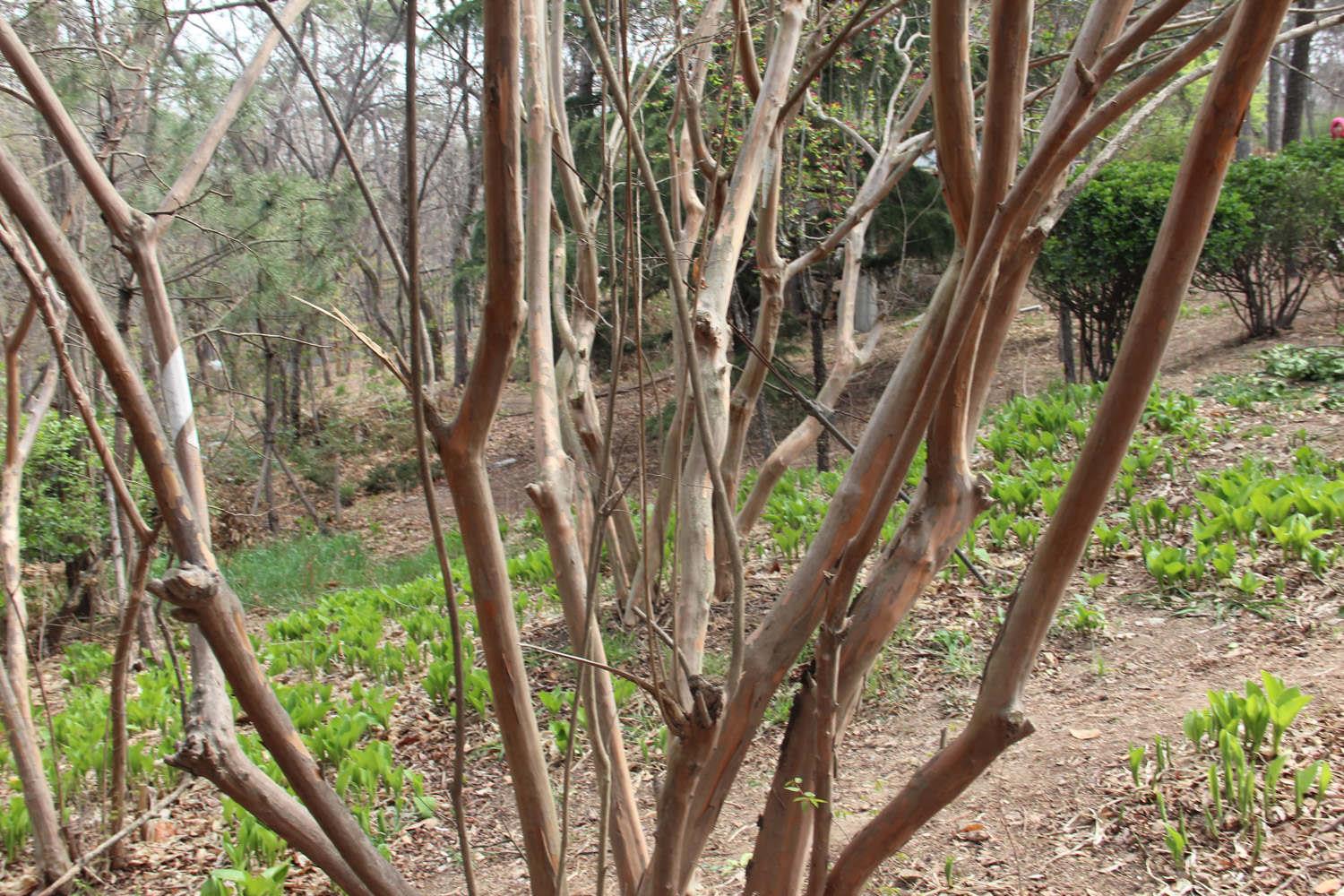 Lagerstroemia