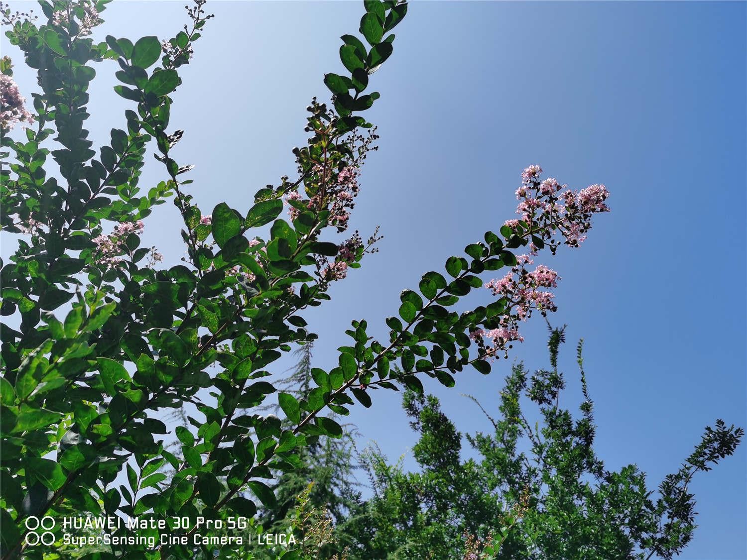 Lagerstroemia