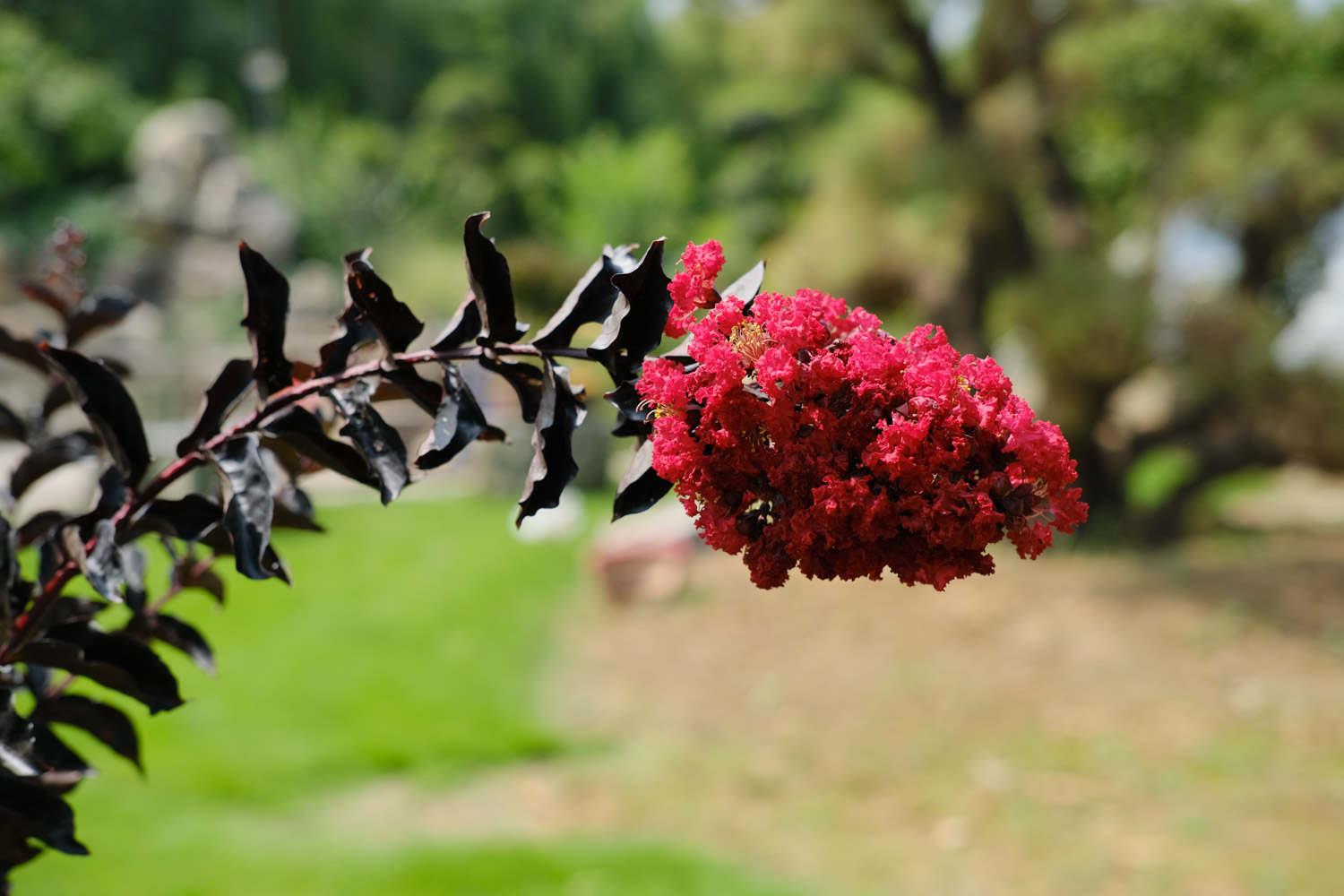 Lagerstroemia