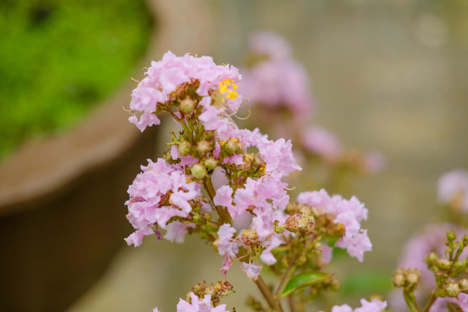 Lagerstroemia