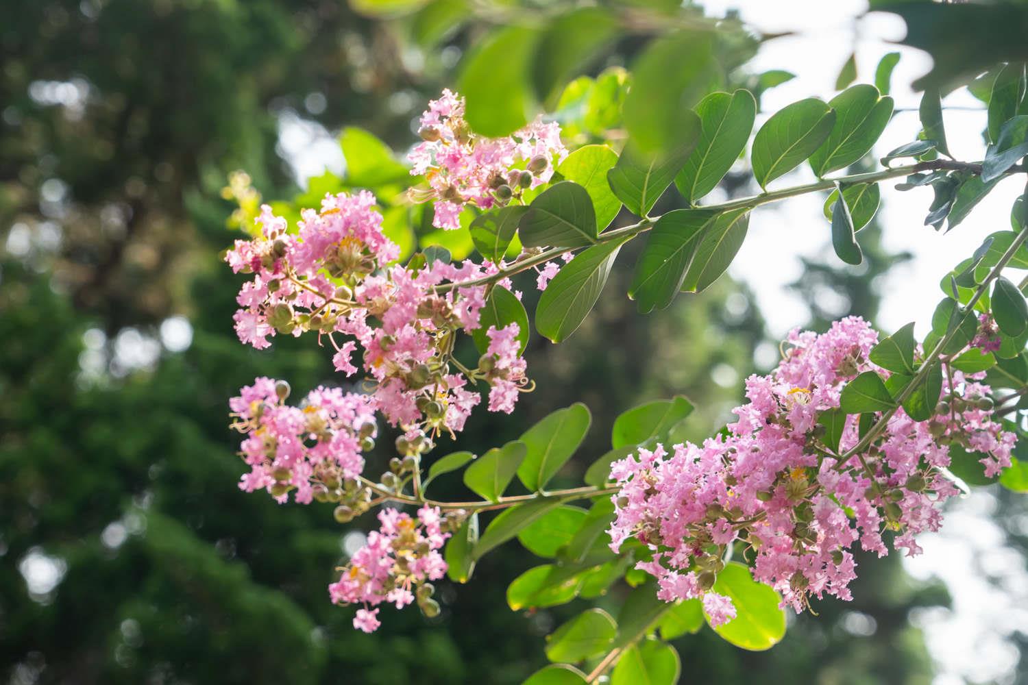 Lagerstroemia