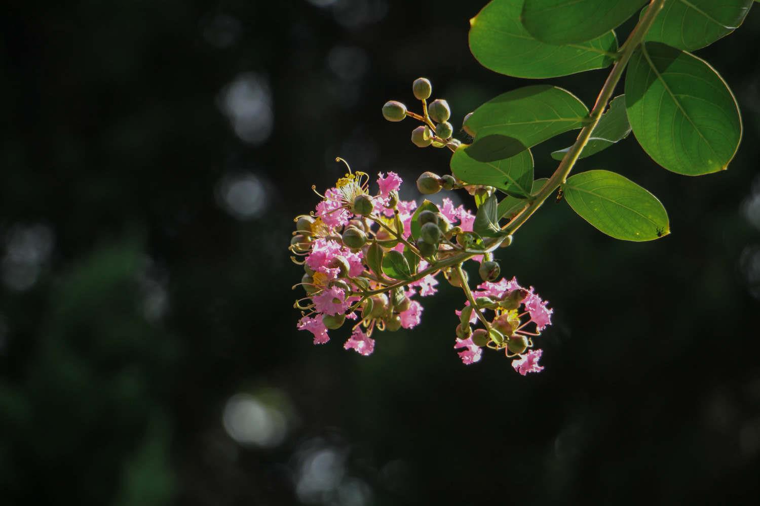 Lagerstroemia