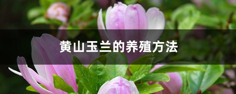 Huangshan Magnolia Breeding Methods