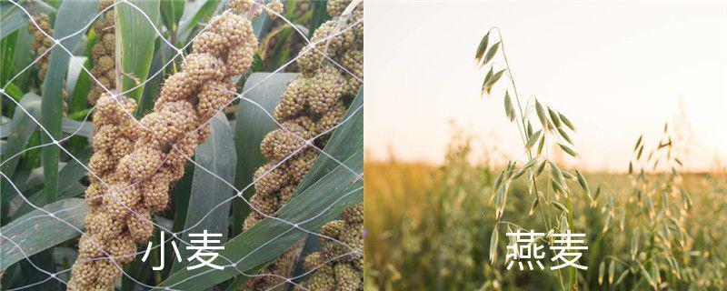 The difference between oats and wheat