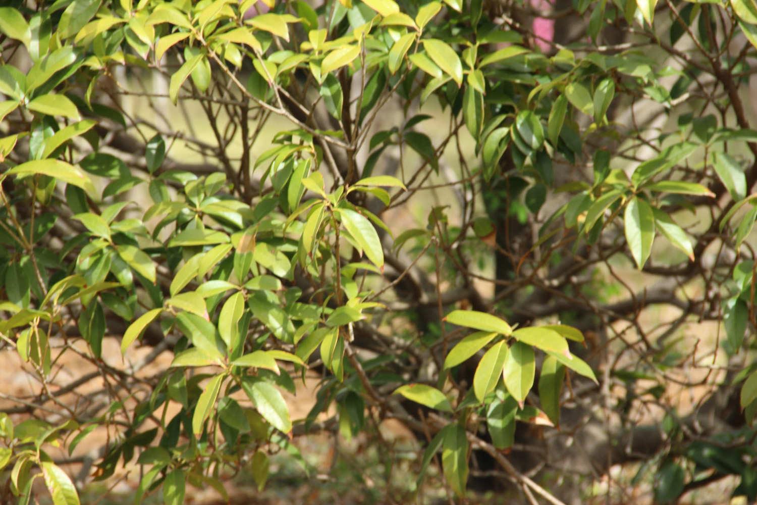 Osmanthus