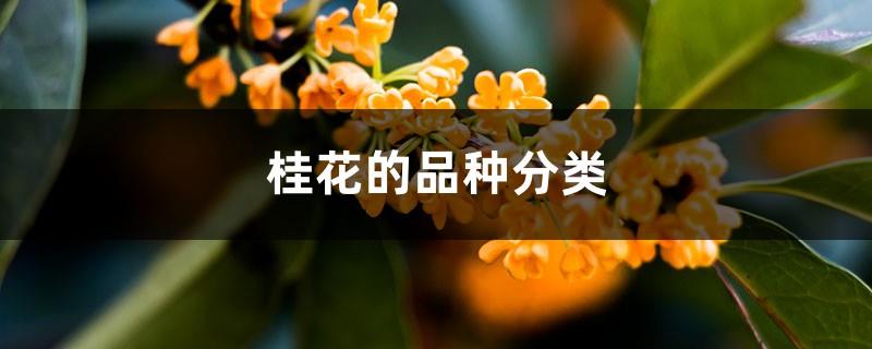 Classification of osmanthus varieties, classification and differences of osmanthus varieties