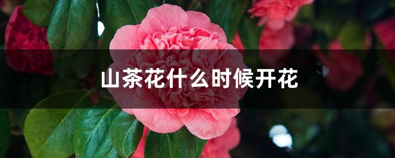 When does the camellia bloom and what is the language of the flower