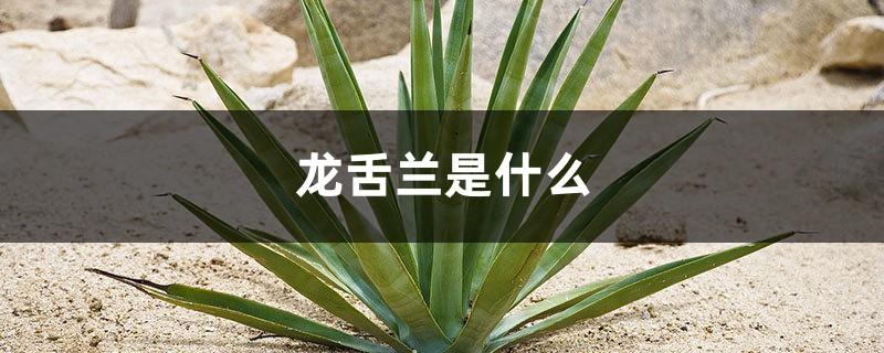 What is agave, agave pictures