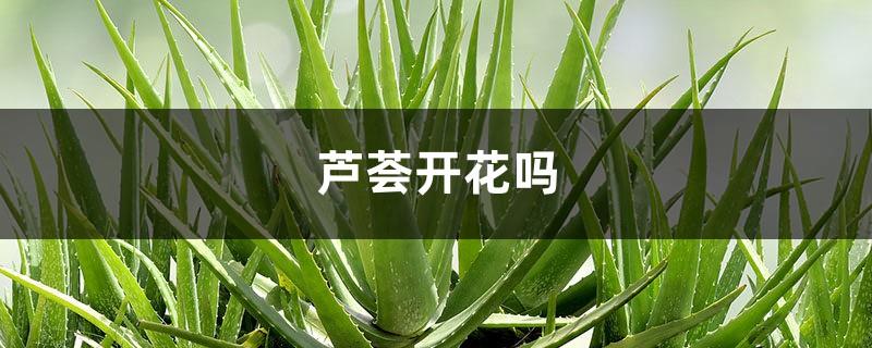 Does aloe bloom, the characteristics of aloe