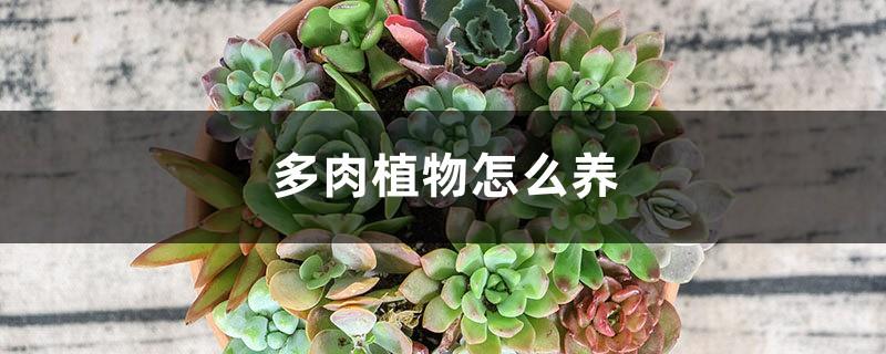 How to grow succulents, succulent pictures